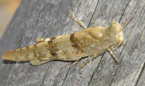 Sphingonotus sp.